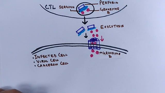 Mechanism of Perforin Granzyme Pathway смотреть онлайн