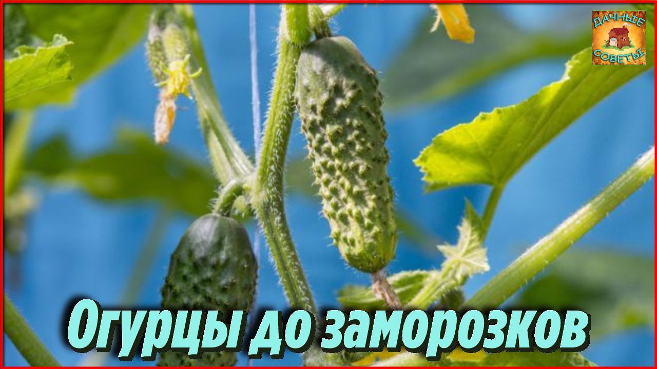 Как я продлила плодоношение ОГУРЦОВ до самых ЗАМОРОЗКОВ Дачные хитрости и Полезные Советы смотреть онлайн