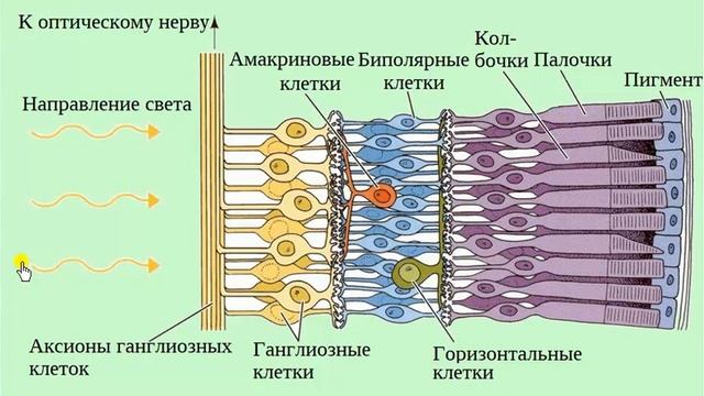 Строение и функции органа зрения Зрительный анализатор смотреть онлайн