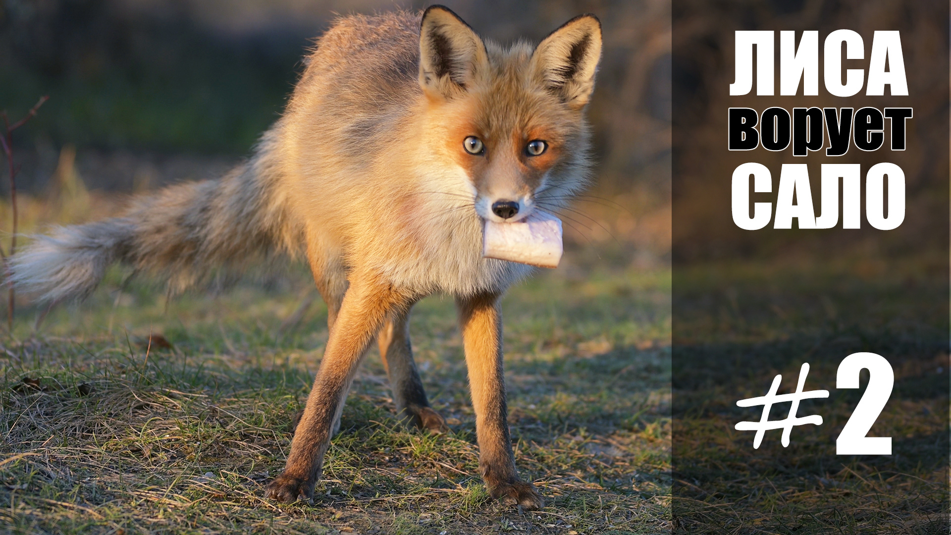 Лиса ворует сало на дереве -2. Знакомимся с ней ближе. смотреть онлайн