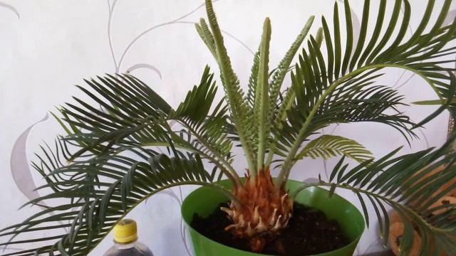 Цикас. Цикас растит 7 листиков Секрет выращивания цикаса #цикас #уходзацикасом Саговник смотреть онлайн