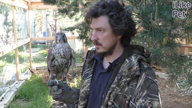 Содержание сокола-балобана смотреть онлайн