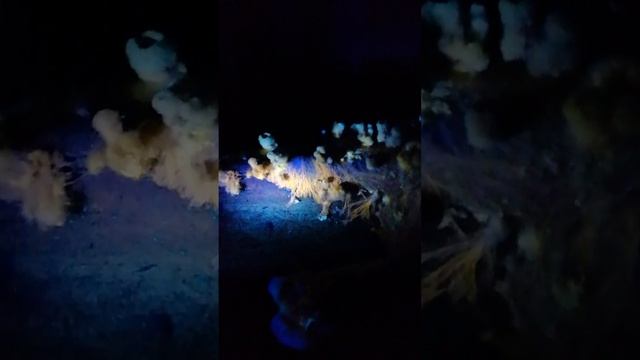 Как выглядят грибы в ультрафиолете? Подземные грибы коллектора в ультрафиолетовом свете #shorts смотреть онлайн