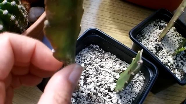 How to tell when an Epiphyllum cutting has taken root смотреть онлайн