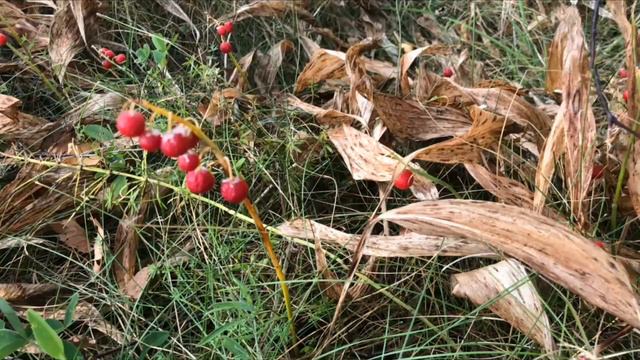 Поездка к Зубрам в Национальный парк Смоленское Поозерье смотреть онлайн