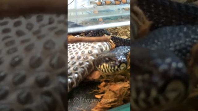 ? ЗМЕЯ МЕНЯЕТ КОЖУ? /SNAKE CHANGES SKIN смотреть онлайн