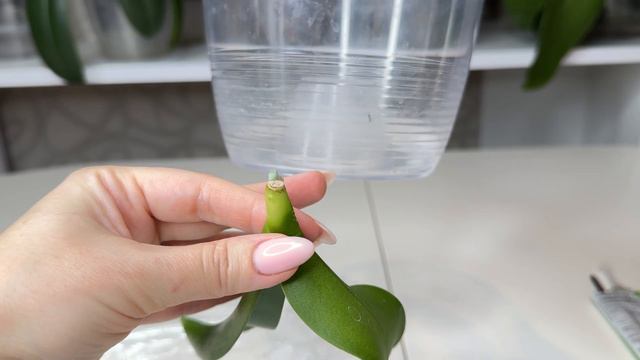 У орхидеи НЕТ КОРНЕЙ Как нарастить корни орхидеи без корней смотреть онлайн