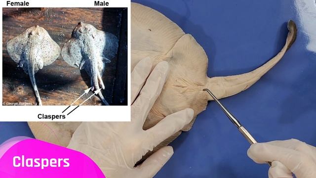Skate Dissection (Part 1. External Anatomy & Thoracic Cavity) || A Mermaid's Purse [EDU] смотреть онлайн