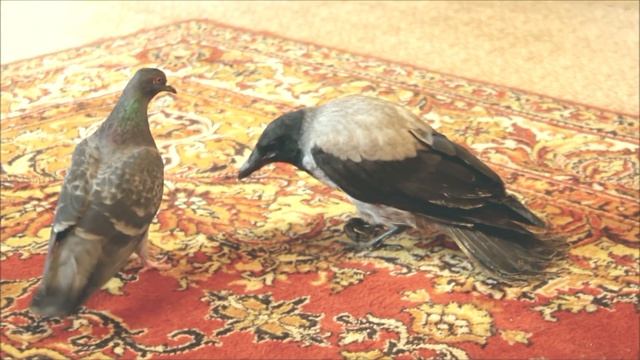 Ворона и голубь. Первое знакомство смотреть онлайн