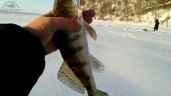 Обзор блёсен ECOPRO Clown, Dancer, Судачья. Kamfish