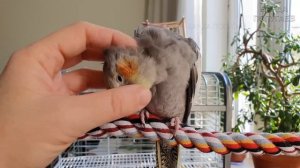 Учим попугая говорить "Привет" ? Урок для попугая корелла №2