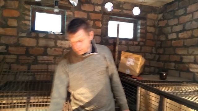 бройлеры КОБ - 500. 10 дней чем кормить и как содержать смотреть онлайн