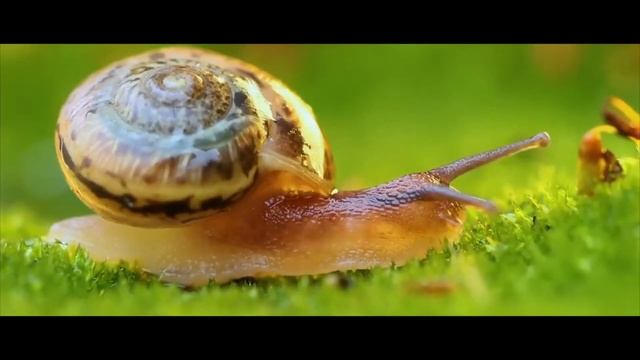 КАК ГОВОРЯТ ЖИВОТНЫЕ.ВЕСЕЛЫЕ ЗВУКИ ЖИВОТНЫХ.Животные, которые могут говорить. ЖИВОТНЫЕ РАЗГОВАРИВАЮ смотреть онлайн