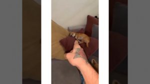 MREVIATAR TIKTOK COMPILATION CHIHUAHUA | Niki the angry chihuahua dog | #chihuahua #mreviatar
