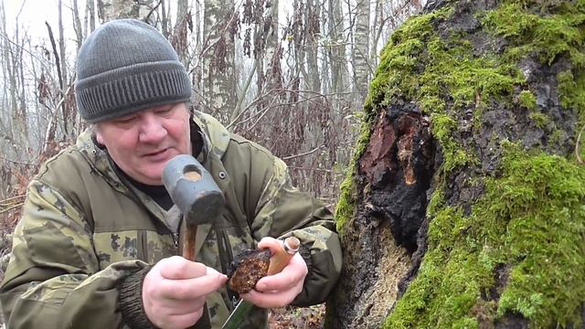 Чага.  Где найти чагу и что с ней делать.