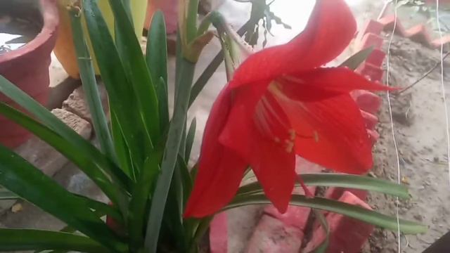 Amaryllis lilly plant care/How To Plant Amaryllis Bulbs And Care Instructions смотреть онлайн