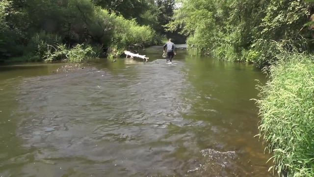 Жара  ловля рыбы руками 