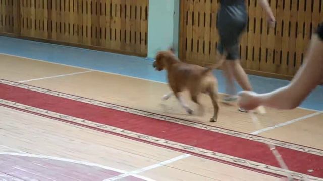 Абакан 26.08.12 Чемпионат Хакасии смотреть онлайн