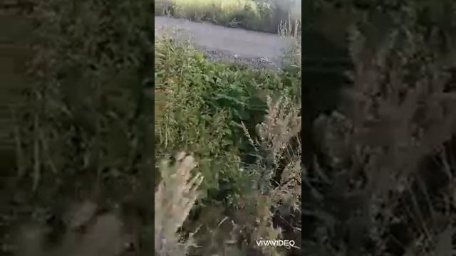 Еду на дачу. Собираю дикие яблоки. смотреть онлайн