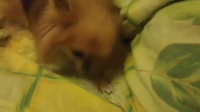 Кира балуется смотреть онлайн