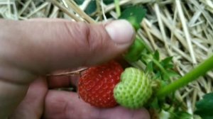 Клубника Азия и Клубника Сирия. Сравнение сортов.