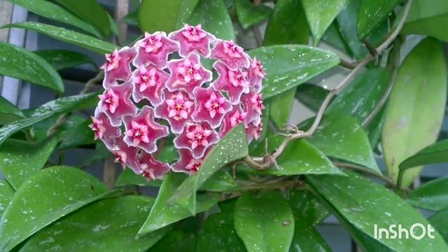 Лучшие хойи в моей коллекции! #комнатныерастения #хойя #irisdominicana #хойисорта #хойяуход смотреть онлайн