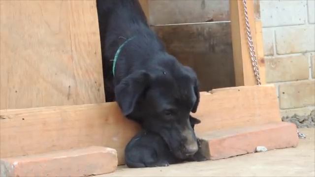 Blacky Mom Labrador смотреть онлайн