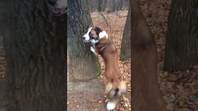 Тест-репетиция. КИНОэнималс смотреть онлайн