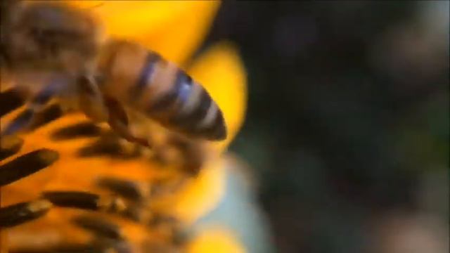 Bumblebees | Giant Furry Bumblebees - CUTE Compilation (2021) смотреть онлайн