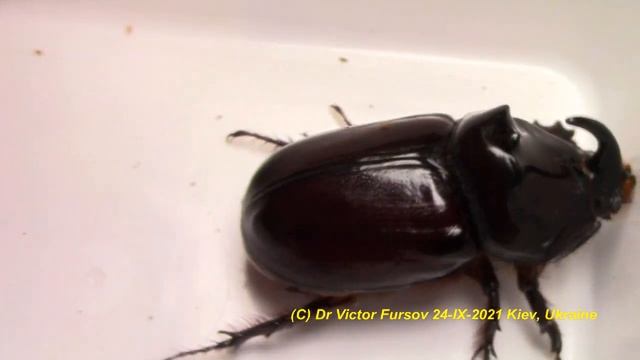 Как Вырастить Жука Носорога? Как Очистить Жука Носорога От Клещей? Почему у Жуков Носорогов Клещи? смотреть онлайн