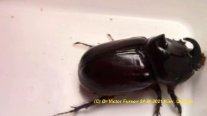 Как Вырастить Жука Носорога? Как Очистить Жука Носорога От Клещей? Почему у Жуков Носорогов Клещи?