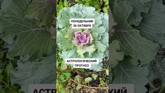 Прогноз по знакам зодиака на 30 октября смотреть онлайн