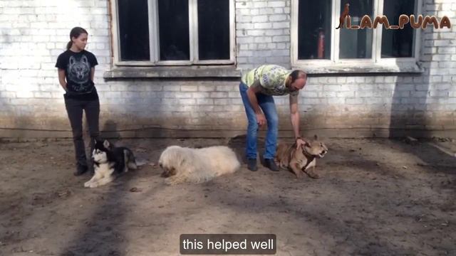 Messi's first introduction to dogs and school смотреть онлайн