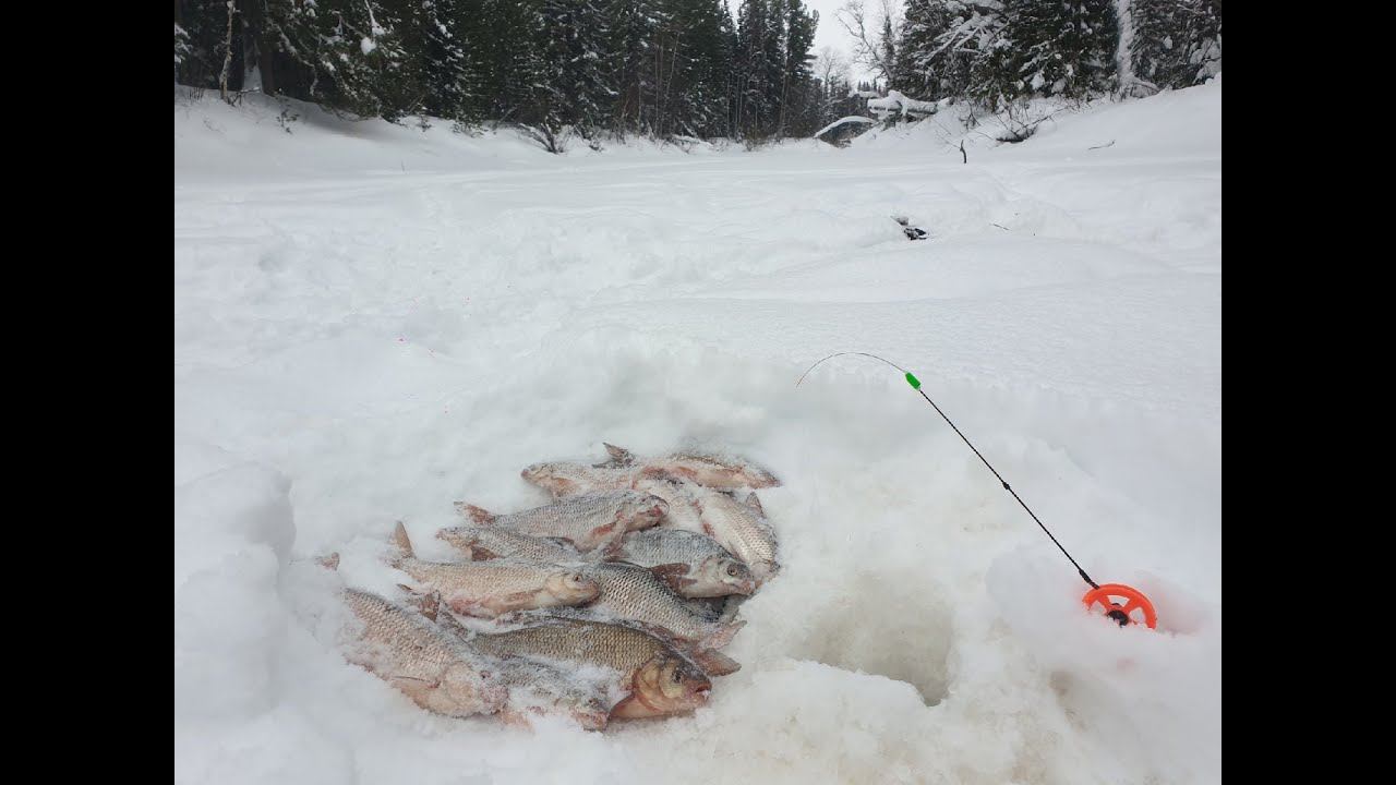 Этих кабанчиков не так то просто найти на этой маленькой таежной реке.зимняя рыбалка 2022. смотреть онлайн