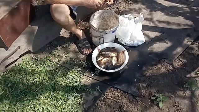 Свинья 7 день после отлучки поросят не приходит в охоту, сделаю небольшой стресс. VIAGRA для свиньи смотреть онлайн