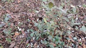 Фейхоа  в открытом  грунте , открываем  после  зимы 2024 г .