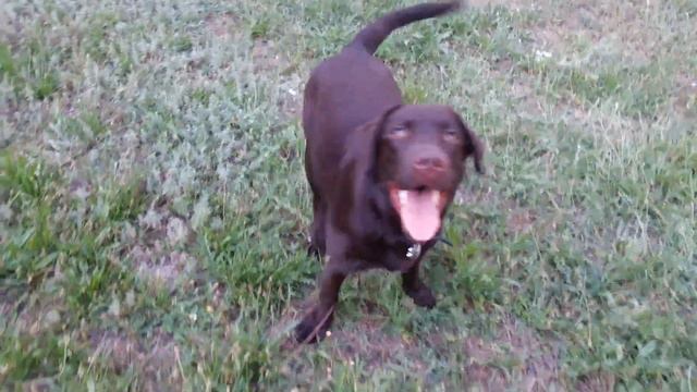 Лабрадор Латиша 7 месяцев смотреть онлайн