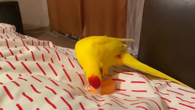 Какарик нашёл новую игрушку(Часть 1) смотреть онлайн