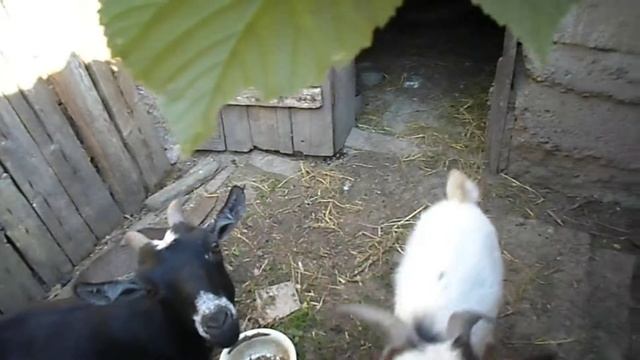 Нигерийский карлик и Голландский гном. МИНИ козы смотреть онлайн