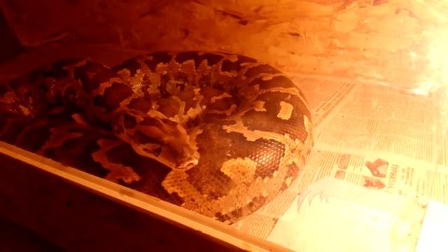 Светлый тигровый питон 20кг!!!! смотреть онлайн