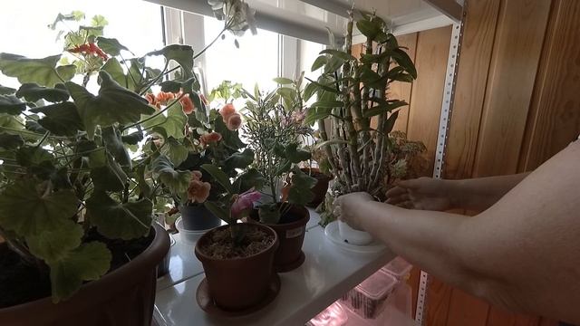 КОНЕЦ СВЕТА ДЛЯ РАССАДЫ!!! НЕОЖИДАННОЕ СПАСЕНИЕ!!! УХОД ЗА ЦВЕТАМИ. смотреть онлайн