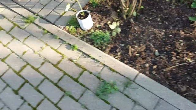 Чеснок Малина Калина