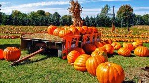 Выращивание тыквы на семена как бизнес идея