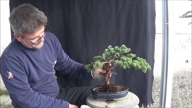 Bonsai 2020-2 - Nordmann-Tanne - Abies normanniana - erste Schritte zum Baum in Schale смотреть онлайн