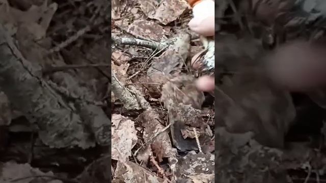 за грибами после дождя? смотреть онлайн