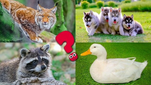 Пазлы животные для детей. Обучающее видео для малышей смотреть онлайн