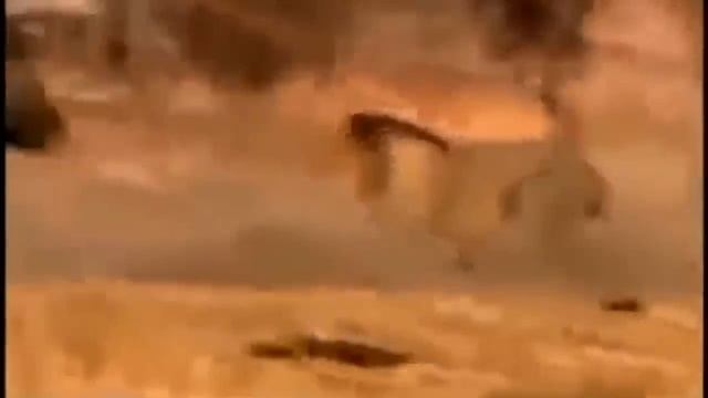Lion Battle Zone Wildlife Animals | Documentary смотреть онлайн