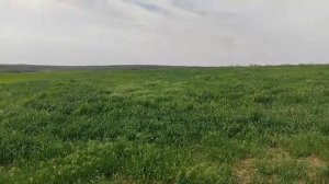 Как растет Пшеница и Ячмень с момента посева!