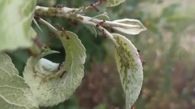 Божьи коровки лучшее средство против тли Личинки смотреть онлайн