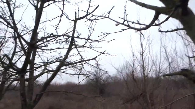 28.02.2016 год. Ботанический сад ЮФУ. Коллекция плодовых, орехоплодных и технических культур. смотреть онлайн